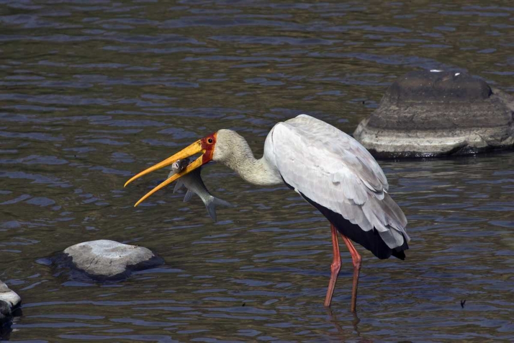 Kenya, Masai Mara Yellow-billed stork with prey
